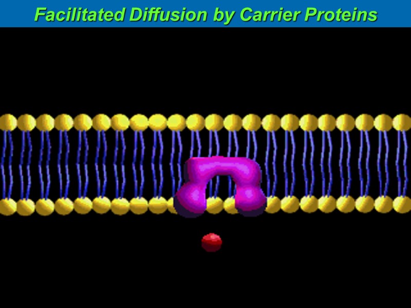 Facilitated Diffusion by Carrier Proteins